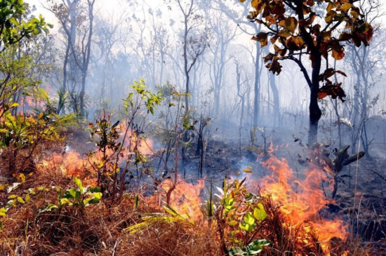 Ibama notifica quase 700 imóveis rurais no Tocantins para prevenir incêndios florestais