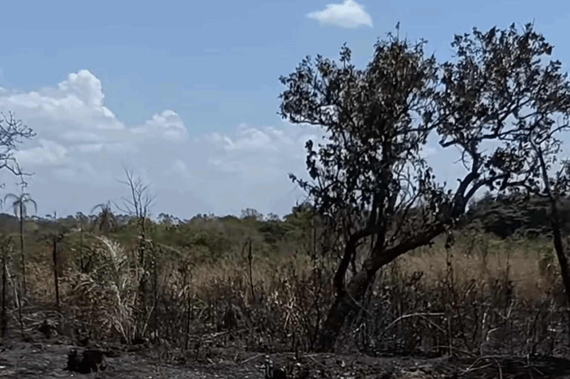 Ossada humana é encontrada após queimada em área de mata na região norte de Palmas Ossada humana é encontrada após queimada em área de mata na região norte de Palmas