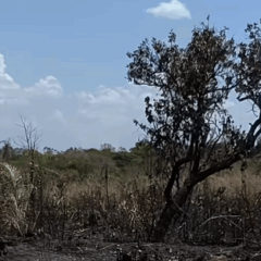 Ossada humana &eacute; encontrada ap&oacute;s queimada em &aacute;rea de mata na regi&atilde;o norte de Palmas