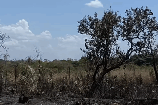 Ossada humana é encontrada após queimada em área de mata na região norte de Palmas
