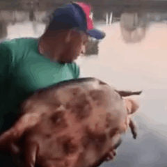 Pescador fisga tartaruga de grande porte durante pescaria em lago no Tocantins; v&iacute;deo mostra soltura