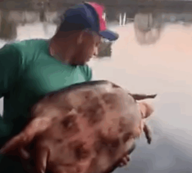 Pescador fisga tartaruga de grande porte durante pescaria em lago no Tocantins; vídeo mostra soltura
