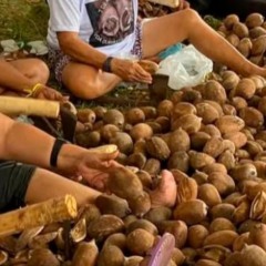 Evento na UFT valoriza saberes, cultivos e artes de mulheres da Amaz&ocirc;nia e do Cerrado