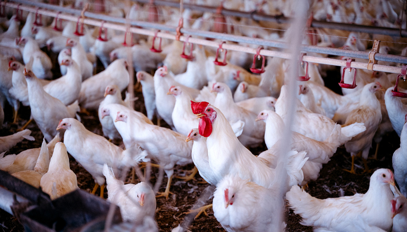 Monitoramento sanitário de aves busca a prevenção da Influenza Aviária e da Doença de Newcastle no estado - Foto: Majuh Souza/Governo do Tocantins Monitoramento sanitário de aves busca a prevenção da Influenza Aviária e da Doença de Newcastle no estado - Foto: Majuh Souza/Governo do Tocantins
