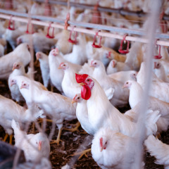 Monitoramento sanit&aacute;rio de aves busca a preven&ccedil;&atilde;o da Influenza Avi&aacute;ria e da Doen&ccedil;a de Newcastle no estado - Foto: Majuh Souza/Governo do Tocantins