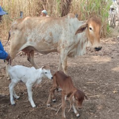 Os g&ecirc;meos Rick (direita) e Renner (esquerda) com a m&atilde;e, e o propriet&aacute;rio Jos&eacute; dos Santos - Foto: Maria Dias