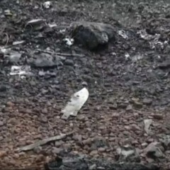 Faca estava pr&oacute;xima ao local onde corpo carbonizado foi encontrado &mdash; Foto: Reprodu&ccedil;&atilde;o/TV Anhanguera