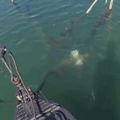 Pescador tenta fisgar tucunar&eacute;, mas acaba &lsquo;pescando&rsquo; pato selvagem em lago no Tocantins; v&iacute;deo viraliza