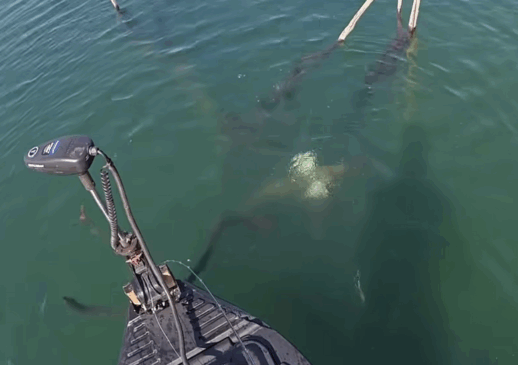 Pescador tenta fisgar tucunaré, mas acaba ‘pescando’ pato selvagem em lago no Tocantins; vídeo viraliza
