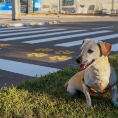 Calor pode causar queimaduras nas patas e desidrata&ccedil;&atilde;o em pets; saiba como prevenir