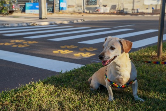 Calor pode causar queimaduras nas patas e desidratação em pets; saiba como prevenir