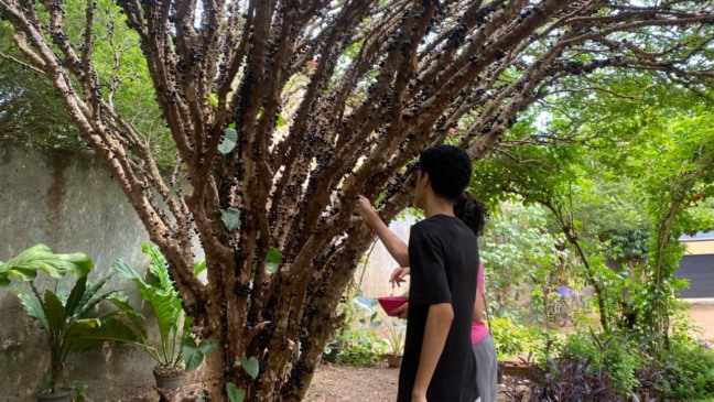 Rota Gastronômica da Jabuticaba oferece pratos especiais em Taquaruçu;  Começa visitação a pomares 