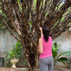 Taquaru&ccedil;u tem colheita de jabuticaba e rota gastron&ocirc;mica neste fim de semana