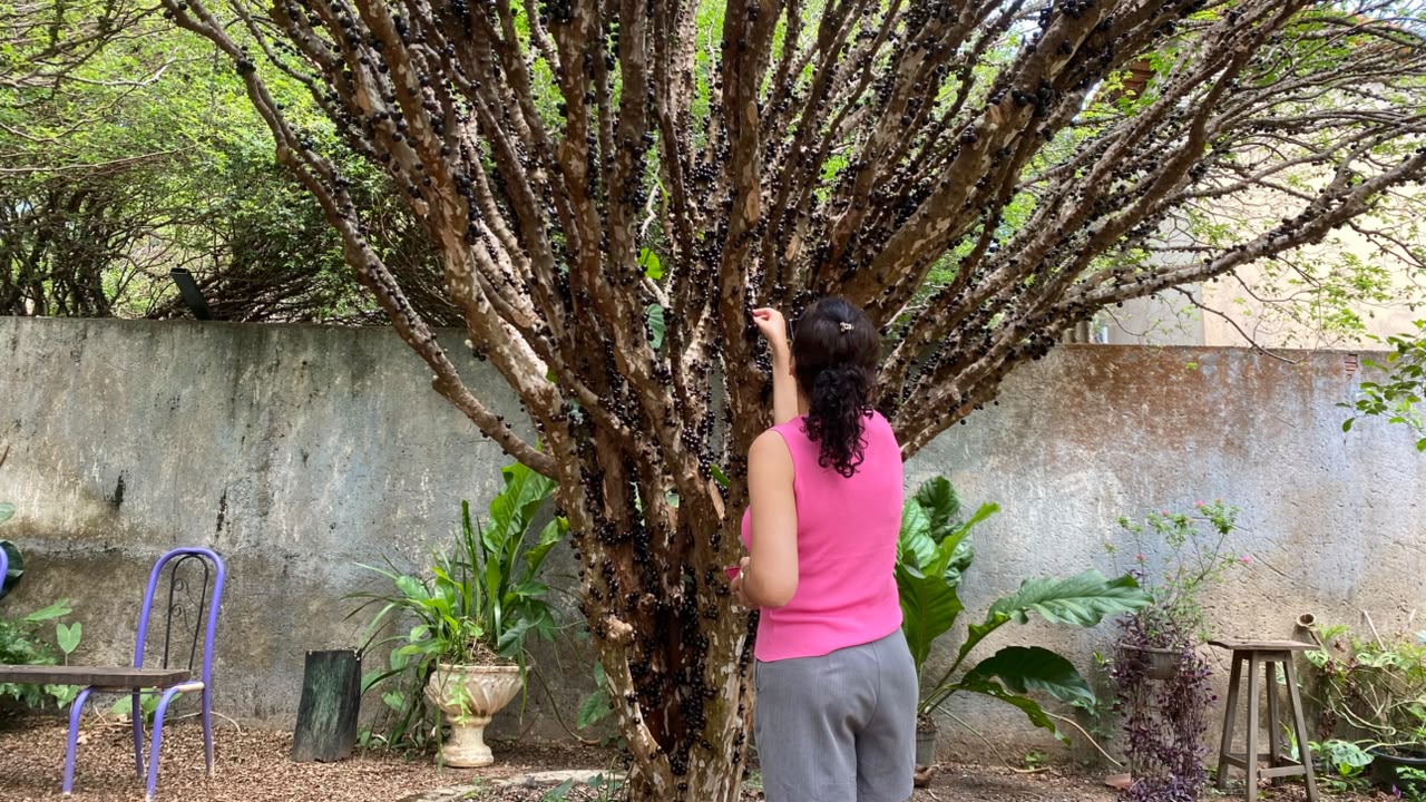 Taquaruçu tem colheita de jabuticaba e rota gastronômica neste fim de semana