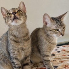 Resgatados de maus-tratos, gatos Cookie e Truffa aguardam ado&ccedil;&atilde;o em Palmas