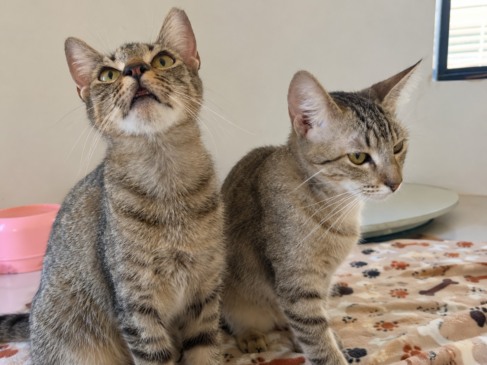 Resgatados de maus-tratos, gatos Cookie e Truffa aguardam adoção em Palmas