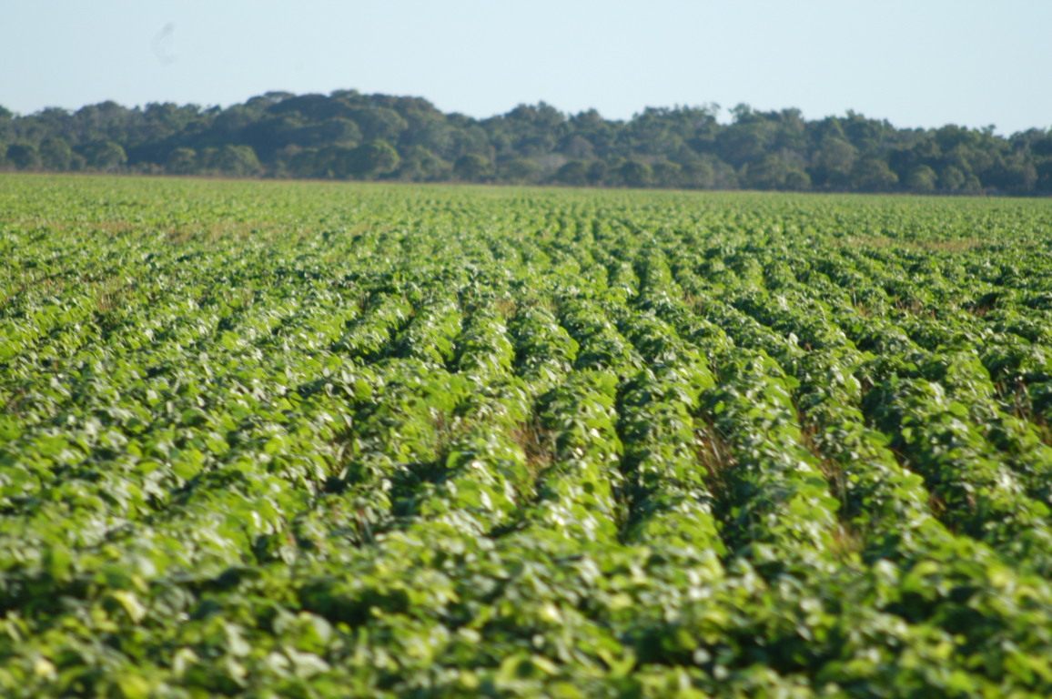 ocantins poderá superar, pela primeira vez, a marca de 10 milhões de toneladas de grãos na safra 2026/2027, segundo projeção da Conab - Foto: Madson Maranhão/Governo do Tocantins ocantins poderá superar, pela primeira vez, a marca de 10 milhões de toneladas de grãos na safra 2026/2027, segundo projeção da Conab - Foto: Madson Maranhão/Governo do Tocantins