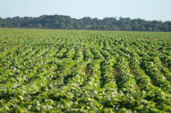 ocantins poderá superar, pela primeira vez, a marca de 10 milhões de toneladas de grãos na safra 2026/2027, segundo projeção da Conab - Foto: Madson Maranhão/Governo do Tocantins