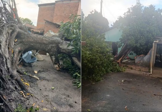 Temporal deixou estragos em cidade do Tocantins — Foto: Colinas Notícias/Divulgação