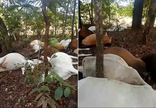 Rebanho morreu após ser atingido por descarga elétrica no Rocantins — Foto: Meir Santana/Arte g1