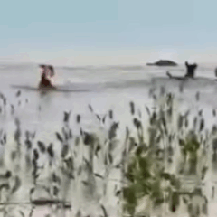 Jacar&eacute; d&aacute; bote e arrasta cachorro para dentro de lago no Tocantins; ataque &eacute; registrado em v&iacute;deo